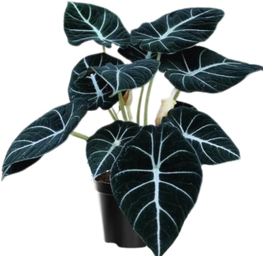 Black Velvet Alocasia Live Plant, 4 to 7 Inc Tall, Alocasia House Plant for Growing Indoor Outdoor