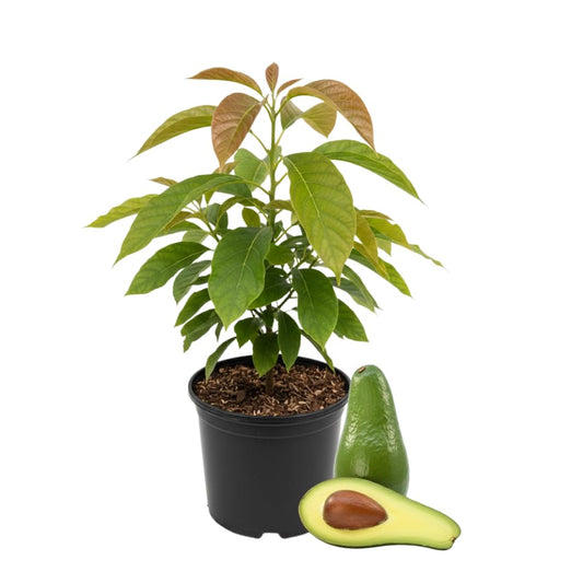 Avocado Tree Live Plant, Long Avocado Plants Live in 3 Gallon Pot, Creamy Avocado Trees Live Plants Bearing Fruit Tree for Edible Gardening