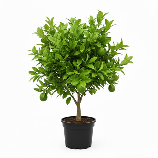 Seedless Lime Tree Live 3 Feet Tall, Potted Lime Fruit Tree Seedlings in 5 Gallon Pot, Citrus Plant for Indoor or Outdoor