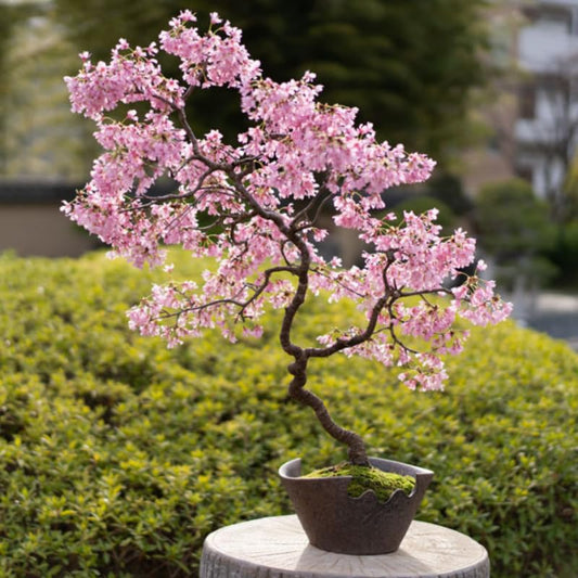 Live Cherry Blossoms Tree Plant, Kwanzan Flowering Cherry Blossom in 2.5 Inches Pot, Dormant in Winter, Perennial Bloom, 9 Months Old Trees