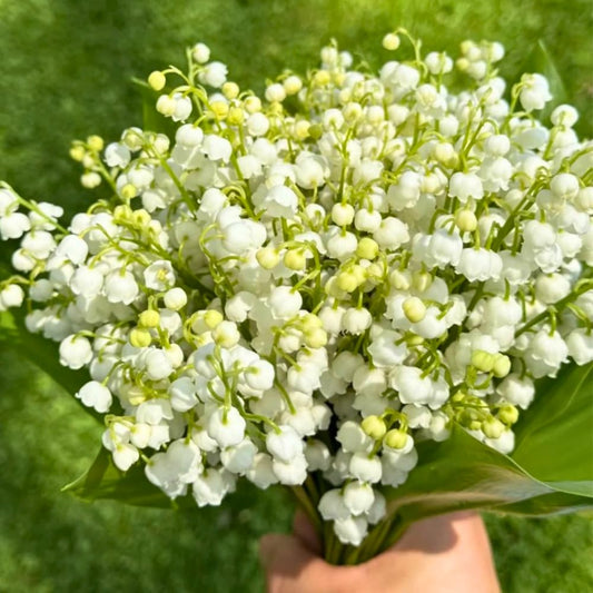 10 Fragrant Lily of The Valley Bulbs Roots for Planting, Perennial Sweet Fragrant White Flower, Zones 2 to 9, Cold Hardy