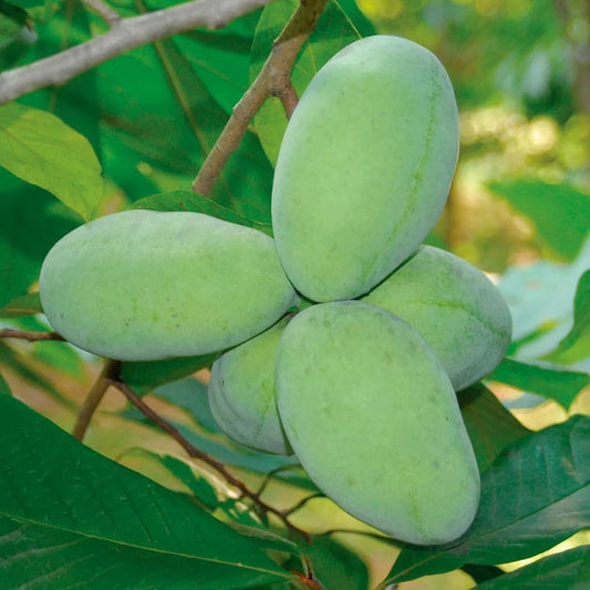 Pawpaw Tree, Paw Paw Plant, Cold-Hardy Fruit Tree for Home Orchard Outdoor, 6-15 Inch Height, in Quart Pot