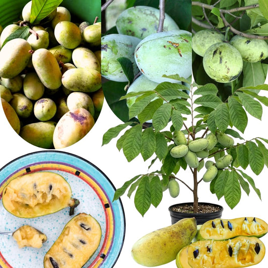 Pawpaw Plant Live Tree, 1-2 Feet Tall, Common Pawpaw Unique Fruit Tree for Home Gardens, Dormant and Bare Root