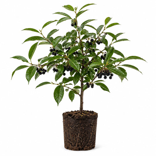 Black Cherry Tree Live Plant, 1 Year Old Sweet Cherry Bare Roots 1.5-2 Feet, Dormant, Hardy Shade Tree for Garden or Landscape