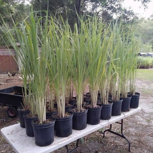 Sets 12 Lemon Grass Live Plants, Well-Rooted Stalks 5-9” Tall, Spring Planting Lemongrass Plants Live for Outdoor, Hardy Culinary Herb, Fragrant Herb