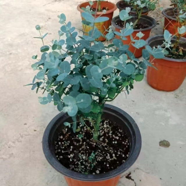 HOUSEPLANTS Collection - Verdure Lab