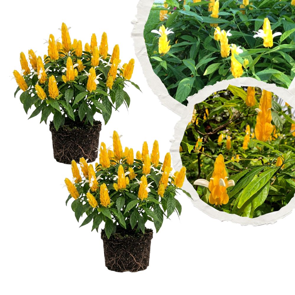 Set 2 Yellow Shrimp Live Plant 4-7 Inches Tall, Rare Shrimp Plant Live, Vibrant Flower Starter Plant for Garden, Well Rooted for Planting, No Pot