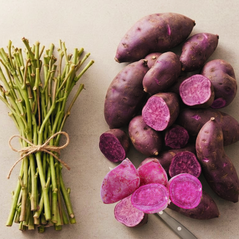 10 Purple Sweet Potato Cuttings for Gardening, Rooting Sweet Potato Slips for Home Vegetable Garden, 4–6 Inches