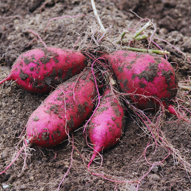 10 Purple Sweet Potato Slips for Planting, Sweet Potato Cuttings Vegetable Vines for Home Garden, 4–6 Inches