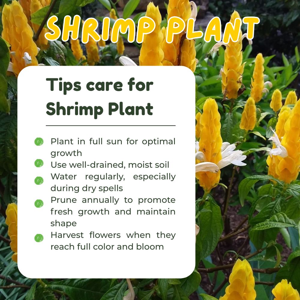 Set 2 Yellow Shrimp Live Plant 4-7 Inches Tall, Rare Shrimp Plant Live, Vibrant Flower Starter Plant for Garden, Well Rooted for Planting, No Pot