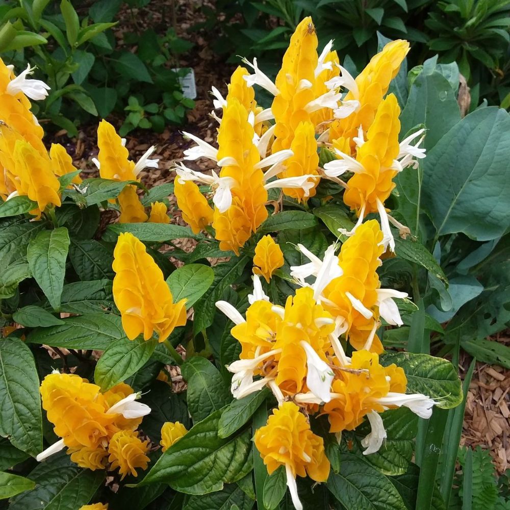 Set 2 Yellow Shrimp Live Plant 4-7 Inches Tall, Rare Shrimp Plant Live, Vibrant Flower Starter Plant for Garden, Well Rooted for Planting, No Pot