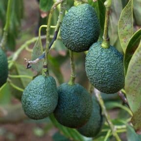 No Ship to CA, HASS Avocado Tree Live Plant 3 Gallon Pot 1-2ft Tall, Tropical Creamy Avocado Fruit Plant for Outdoor Garden, Well-Rooted Tree