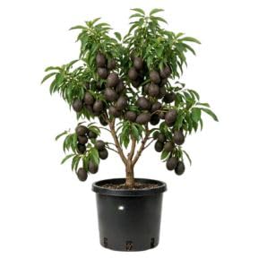 No Ship to CA, HASS Avocado Tree Live Plant 3 Gallon Pot 1-2ft Tall, Tropical Creamy Avocado Fruit Plant for Outdoor Garden, Well-Rooted Tree