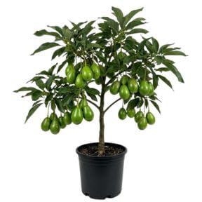 Green Avocado Tree 3 Gallon Pot, Tropical Avocado Fruit Plant 1-2 Feet Tall, Sweet Juicy Fruit for Patio or Garden, No Ship to CA