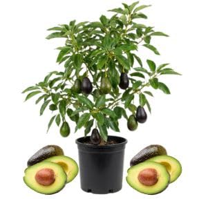 Dwarf Utuado Avocado Plants Fruit Tree 1.5-2.5 Feet Tall in 3 Gallon, Tropical Avocados Plants, Ready to Fruit