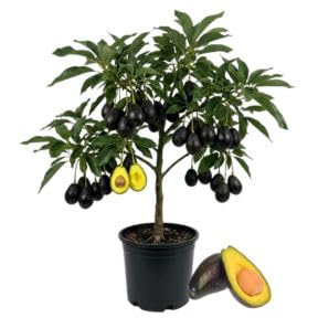 Black Avocado Tree 3 Gallon Pot, Small Avocado Fruit Plant 1-2 Feet Tall, Sweet Creamy Fruit for Growing, No Ship to CA