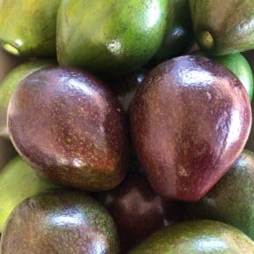 Black Avocado Tree 3 Gallon Pot, Small Avocado Fruit Plant 1-2 Feet Tall, Sweet Creamy Fruit for Growing, No Ship to CA