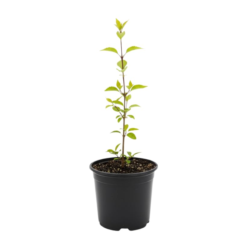 Forsythia Plant, 6-12 Inch Tall, Quart Pot, Yellow Lynwood Forsythia Bush Live Plant, Hardy Perennial Flowering Shrub, Dormant in Winter