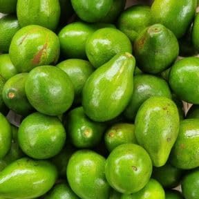 Green Avocado Tree 3 Gallon Pot, Tropical Avocado Fruit Plant 1-2 Feet Tall, Sweet Juicy Fruit for Patio or Garden, No Ship to CA