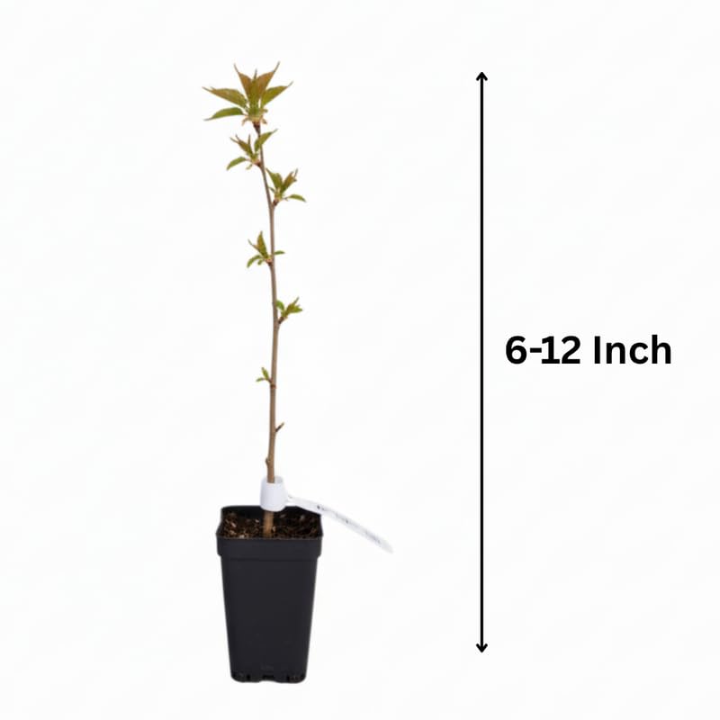 Cherry Blossom Tree, Light Pink Cherry Tree Live Plant, 6-12 Inch Tall in 2.5 Inch Pot, Dormant in Winter