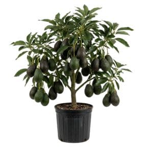 No Ship to CA, Dwarf HASS Avocado Tree Live Plant 1-2ft Tall, 3 Gallon Pot, Avocado Fruit Plant for Planting in Your Garden