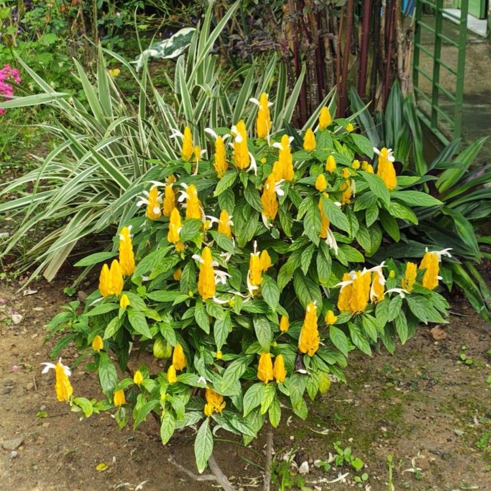 Set 2 Yellow Shrimp Live Plant 4-7 Inches Tall, Rare Shrimp Plant Live, Vibrant Flower Starter Plant for Garden, Well Rooted for Planting, No Pot