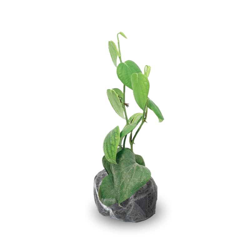 Piper Nigrum Tree Live Plant, Black Pepper Plant Live from 4 to 6 Inches Tall, Well Rooted, Pepper Herb Plant