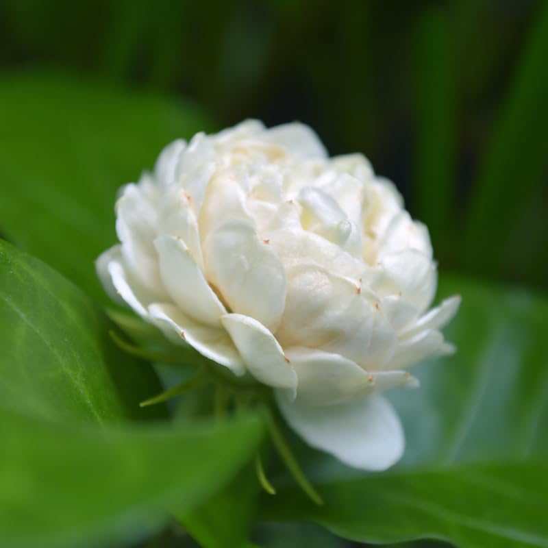 Live Duke Jasmine Plant, Fragrant White Blooming Vine, 2-3 Feet Tall in 3 Gallon Pot, Ready to Grow, No Ship to CA