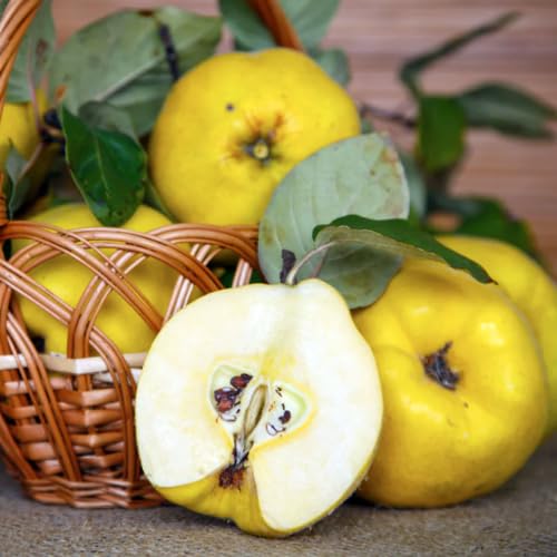 Rare Quince Tree Live Plant 2-3 Years Old Already Bearing Fruit, Yellow Quince Tree 2-3 Feet, Cold Hardy and High-yielding