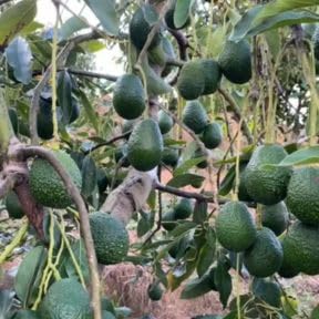 No Ship to CA, HASS Avocado Tree Live Plant 3 Gallon Pot 1-2ft Tall, Tropical Creamy Avocado Fruit Plant for Outdoor Garden, Well-Rooted Tree