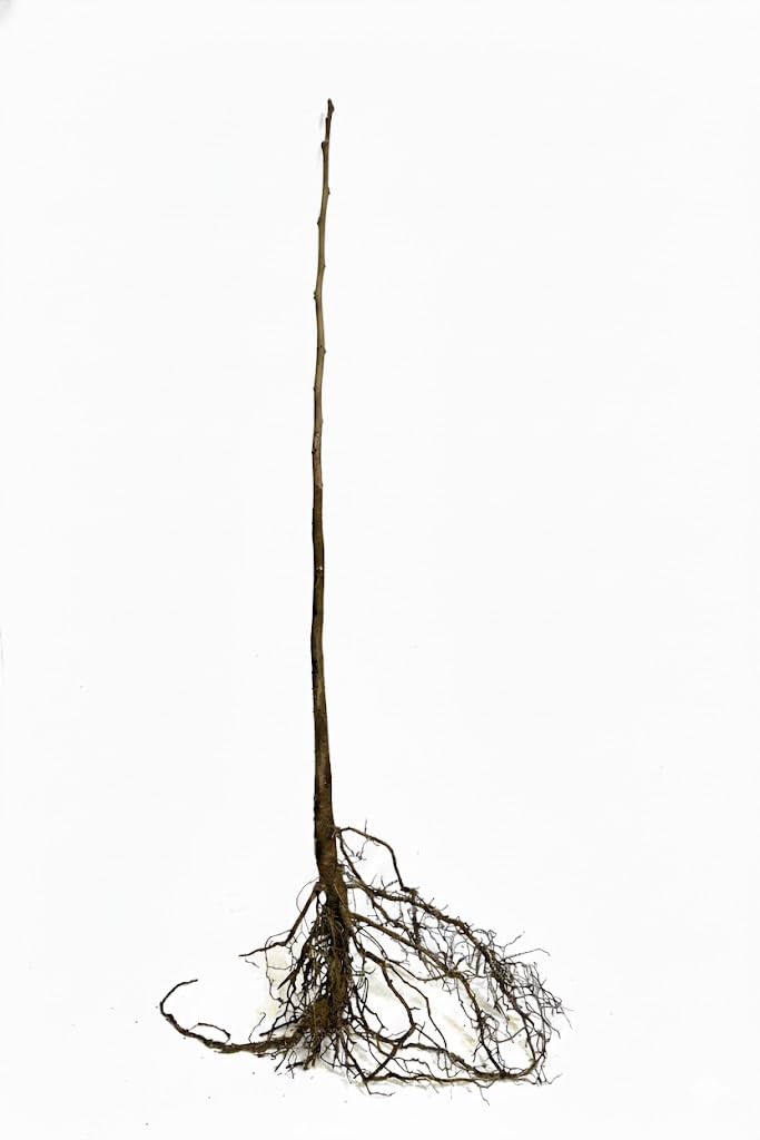 Dark Purple Plum Tree 3-4 Ft Tall, 2 Years Old Sweet Plum Fruits, Cold Hardy, Bareroot, Ready for Growing Outdoors