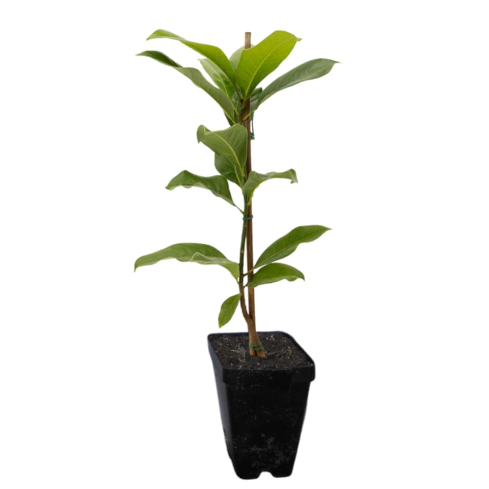 Ann Magnolia Tree, 6-12 Inch Magnolia Trees Live Plants for Planting Outdoor, 2.5 Inch Pot Fragrant Pink Flowers Plant, Dormant in Winter