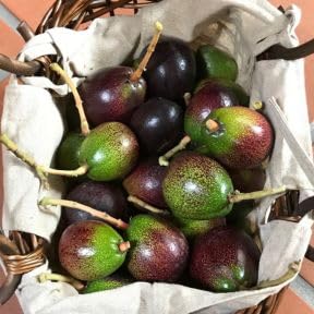 Black Avocado Tree 3 Gallon Pot, Small Avocado Fruit Plant 1-2 Feet Tall, Sweet Creamy Fruit for Growing, No Ship to CA