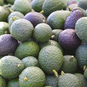 No Ship to CA, HASS Avocado Tree Live Plant 3 Gallon Pot 1-2ft Tall, Tropical Creamy Avocado Fruit Plant for Outdoor Garden, Well-Rooted Tree