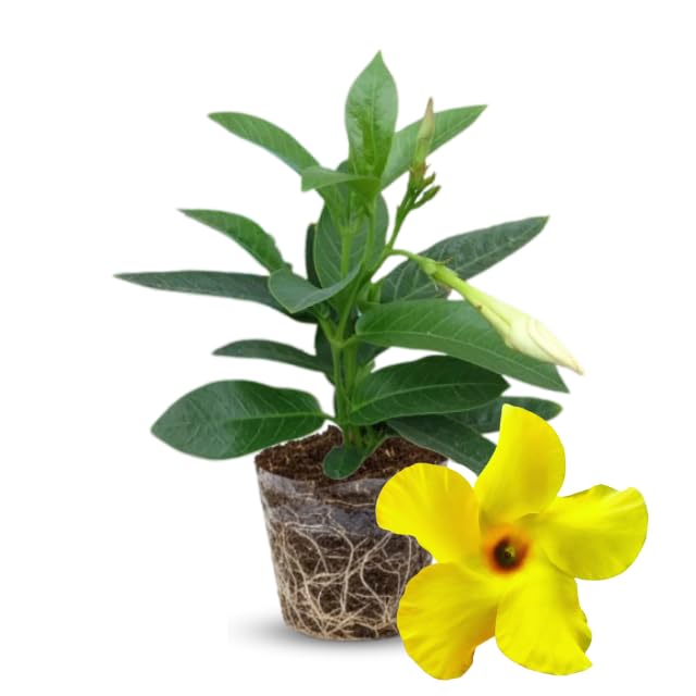 2 Yellow Mandevilla Live Plants Vine, Mandevilla Trees Seedlings, Winter Hardy, Spring Flowering Shrubs for Outdoor Planting, Starter Size 4-7" in Tall