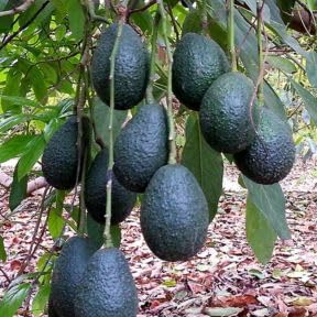 No Ship to CA, Dwarf HASS Avocado Tree Live Plant 1-2ft Tall, 3 Gallon Pot, Avocado Fruit Plant for Planting in Your Garden