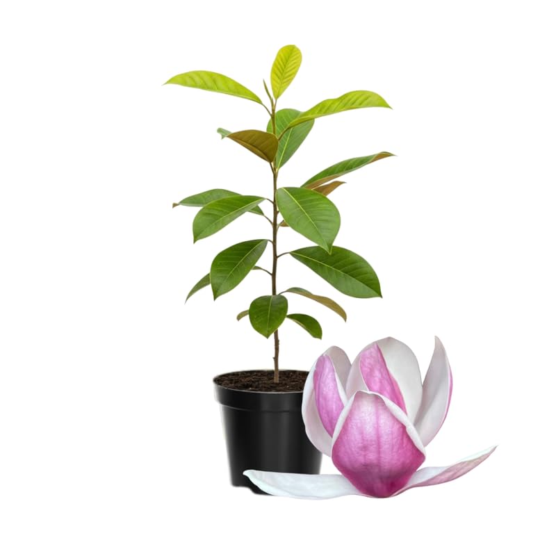Magnolia Tree Live Plant in 4-8 Inches,Fragrant Spring Blooms, Hardy Perennial Magnolia Flowers Potted Ready to Grow