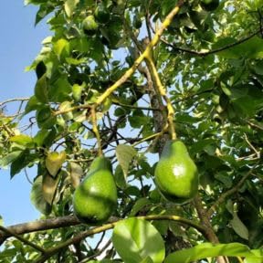 Green Avocado Tree 3 Gallon Pot, Tropical Avocado Fruit Plant 1-2 Feet Tall, Sweet Juicy Fruit for Patio or Garden, No Ship to CA