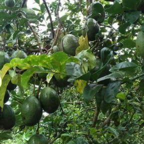 Black Avocado Tree 3 Gallon Pot, Small Avocado Fruit Plant 1-2 Feet Tall, Sweet Creamy Fruit for Growing, No Ship to CA