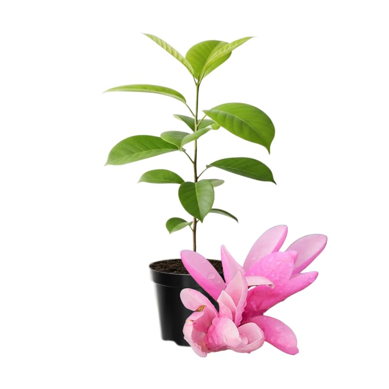 Magnolia Tree Live Plant in 4-8 Inches,Fragrant Spring Blooms, Hardy Perennial Magnolia Flowers Potted Ready to Grow