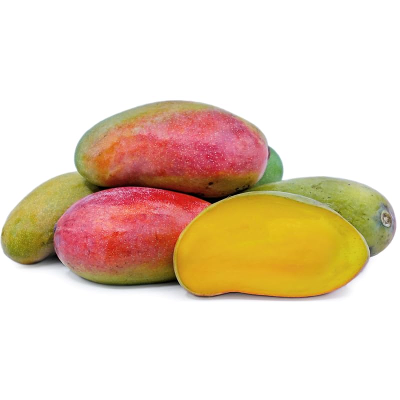 Pride Mango Tree Live Plant Grafted, 2–3 Feet Tall in 3 Gallon Pot, Sweet Tropical Mango Fruit Tree