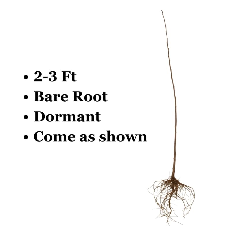 Pink Apple Tree Plants, Bare Root 2-3 Ft Tall, Apple Tree Plant Live for Planting Outdoors