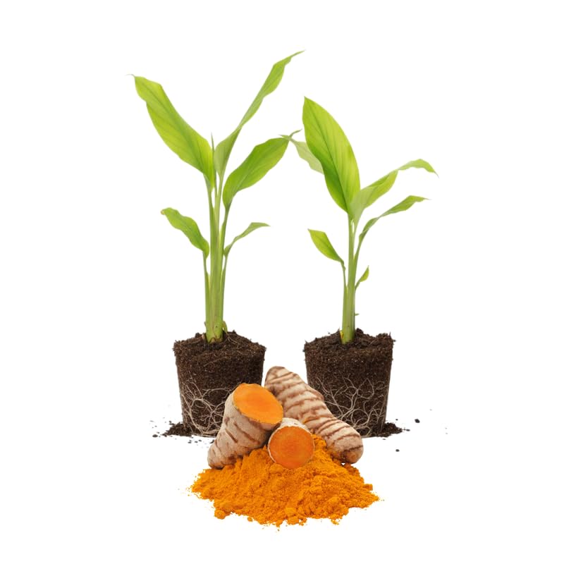 2 Yellow Turmeric Live Plants 4–7″ Tall, Curcuma Turmeric, Edible Root Herb Starter for Planting Outdoor