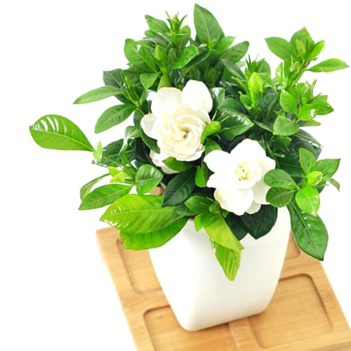 Gardenia Jasmine Plants Live, Set 3 of Frostproof Cape Jasmine Live Plants, 5 Inches to 7 Inches Long, Plant for Indoors Or Outdoor Gardening