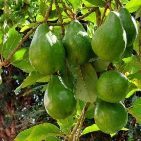 Green Avocado Tree 3 Gallon Pot, Tropical Avocado Fruit Plant 1-2 Feet Tall, Sweet Juicy Fruit for Patio or Garden, No Ship to CA
