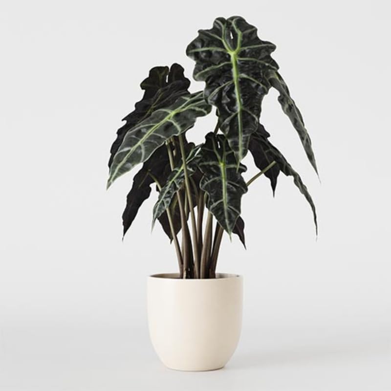 Alocasia Plant Live, Easy-Care Indoor Plant, Rare Alocasia Houseplant 4-8'' Tall for Planting, No Pot (Glossy Alocasia)