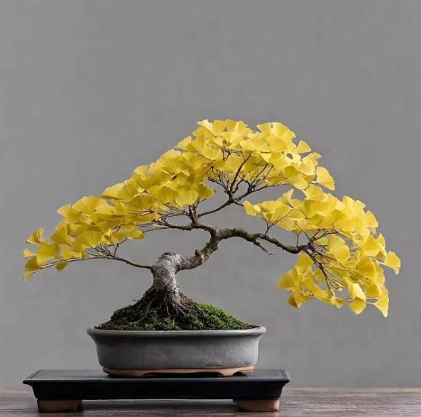 Live Ginkgo Tree in Quart Pot, Hardy Ornamental Tree with Golden Fall Foliage, Outdoor Growing, Dormant in Winter
