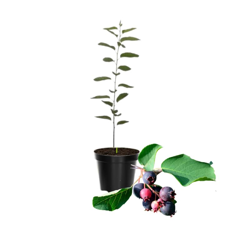 Serviceberry Tree Live Plant in Quart Pot, Purple Serviceberry Well Rooted, Hardy Fruit Tree 6-12 Inch