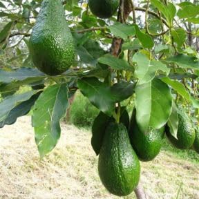 No Ship to CA, Dwarf HASS Avocado Tree Live Plant 1-2ft Tall, 3 Gallon Pot, Avocado Fruit Plant for Planting in Your Garden