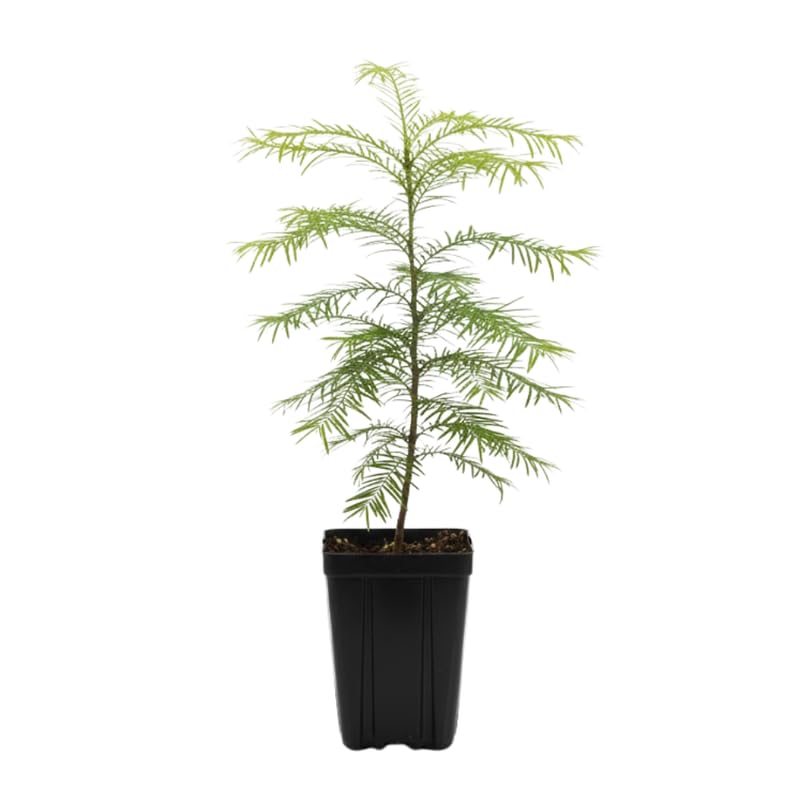 Dawn Redwood Plant in Quart Pot, 6 to 12 Inch Tall Redwood Tree Plant Potted, Shade Tree, Dormant in Winter